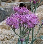 43 Fiore con bombo